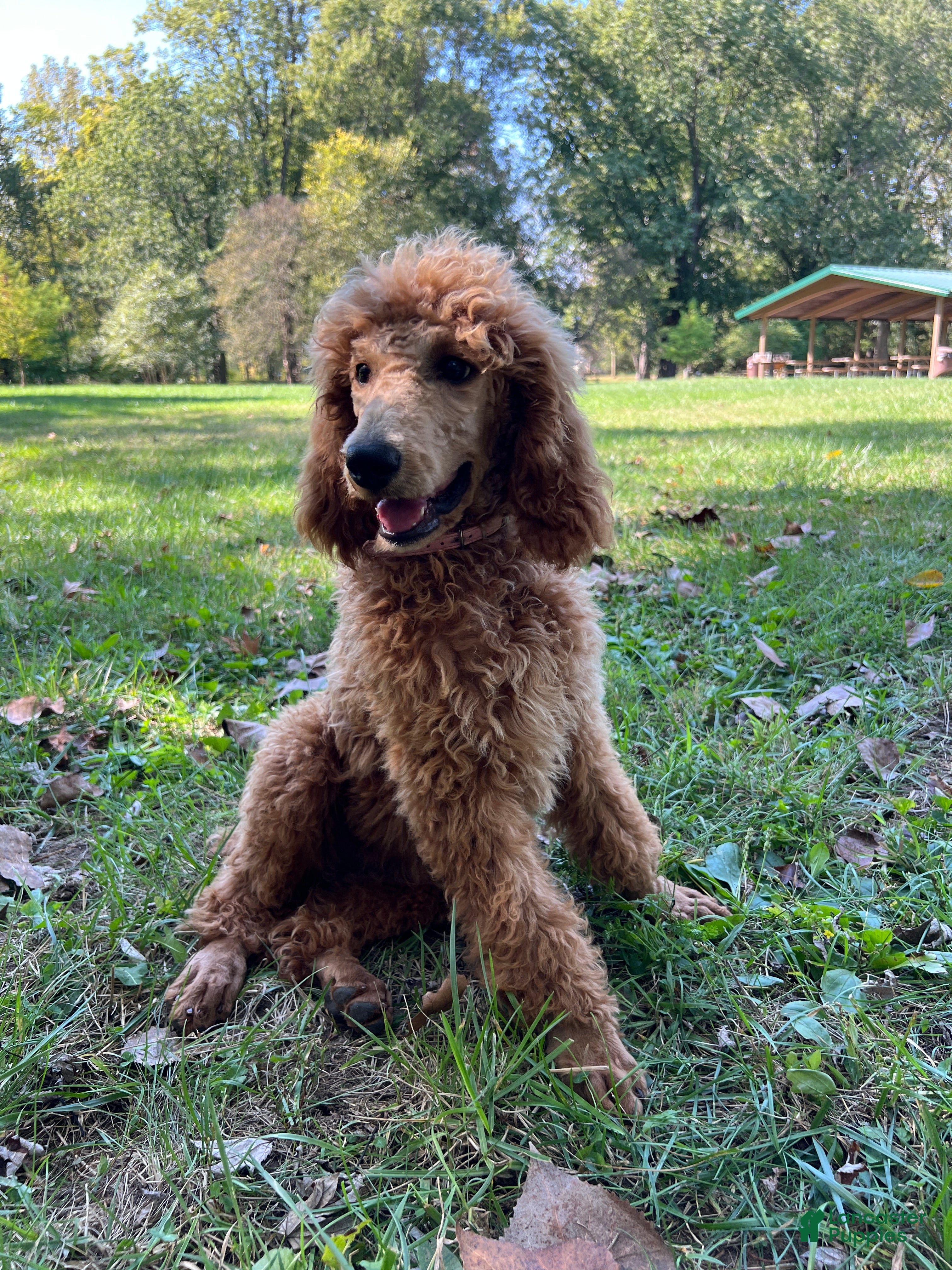 Standard Poodle Puppies for sale Lancaster Puppies