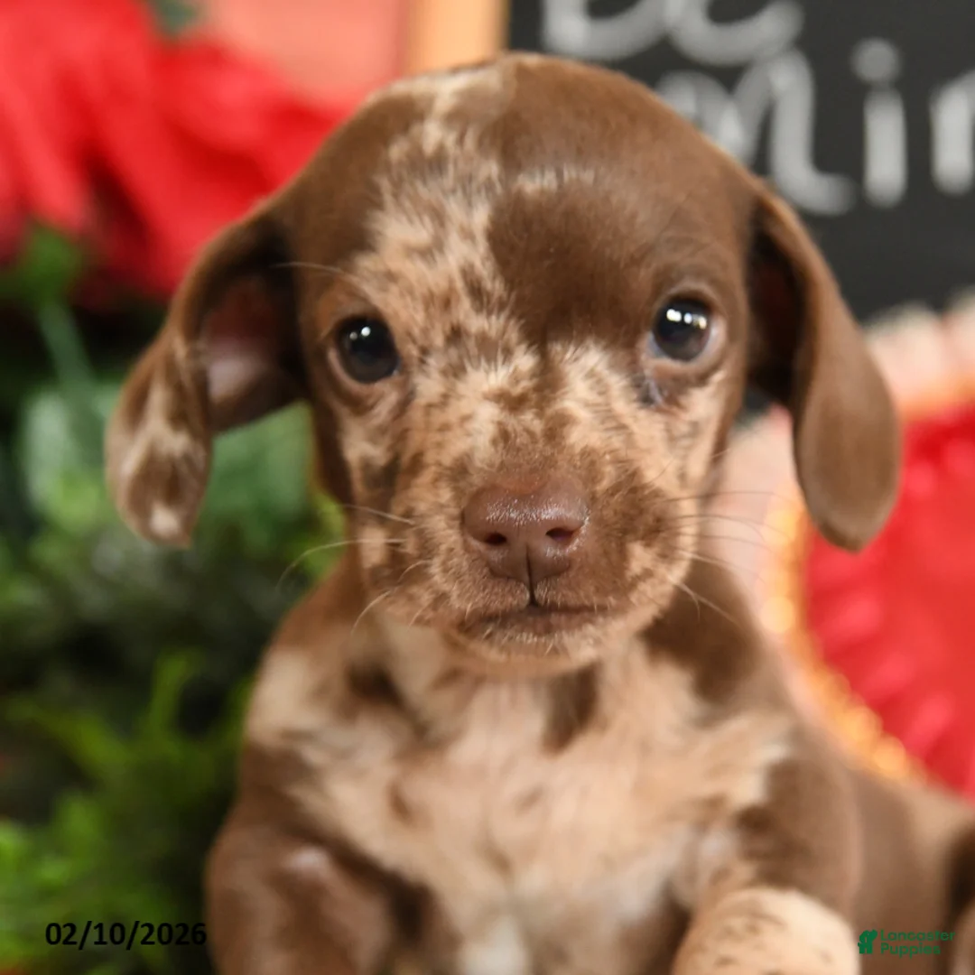 Miniature Dachshund dogs for sale: Oscar - Ad 5