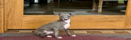 Italian Greyhound dogs for sale: Cj - Ad 16