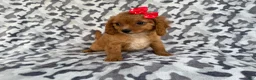 Cavapoo dogs for sale: Rissa - Ad 6