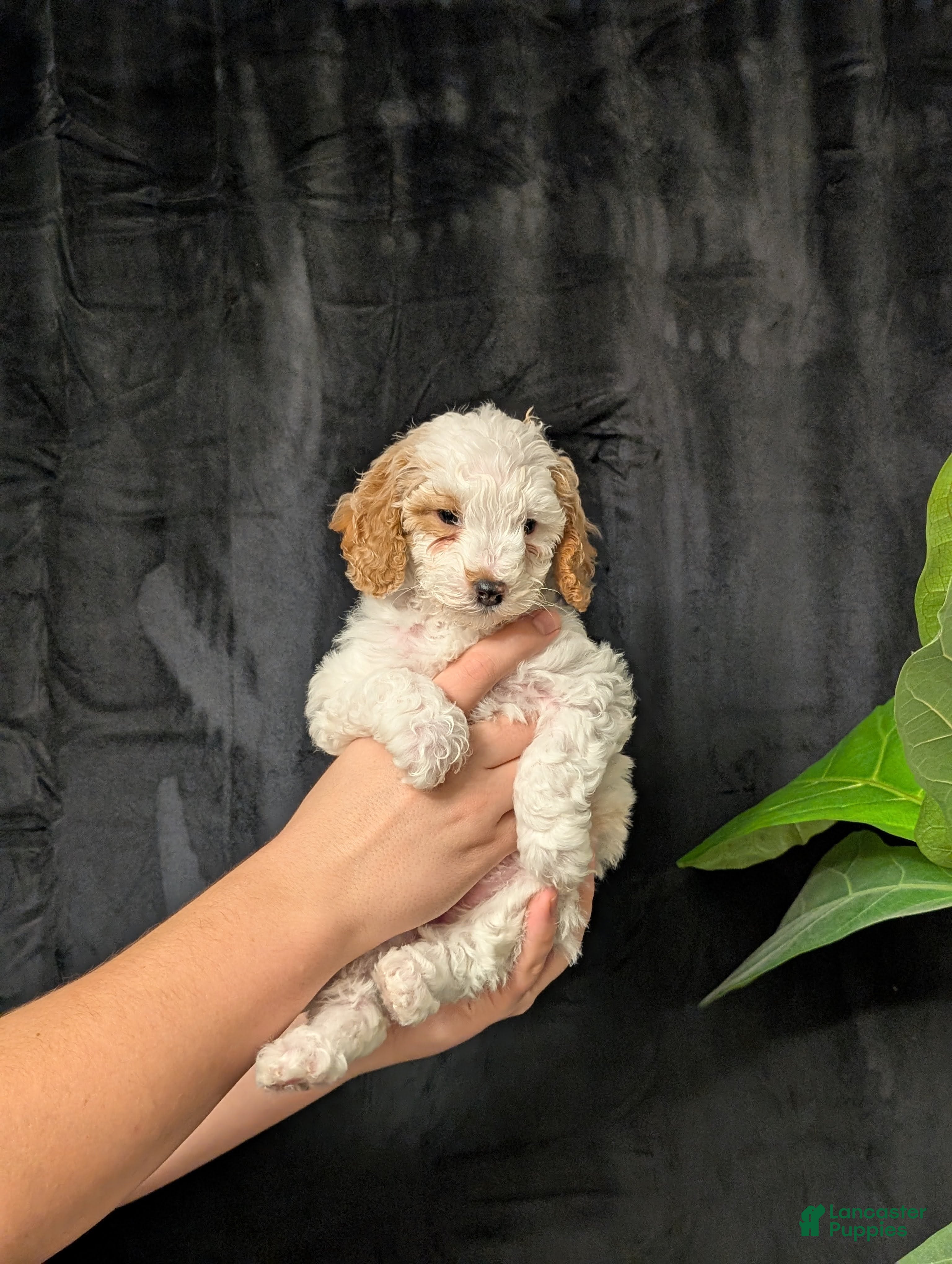 Cavapoo dogs Winter - Ad 2