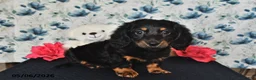 Miniature Dachshund dogs for sale: Jake - Ad 3