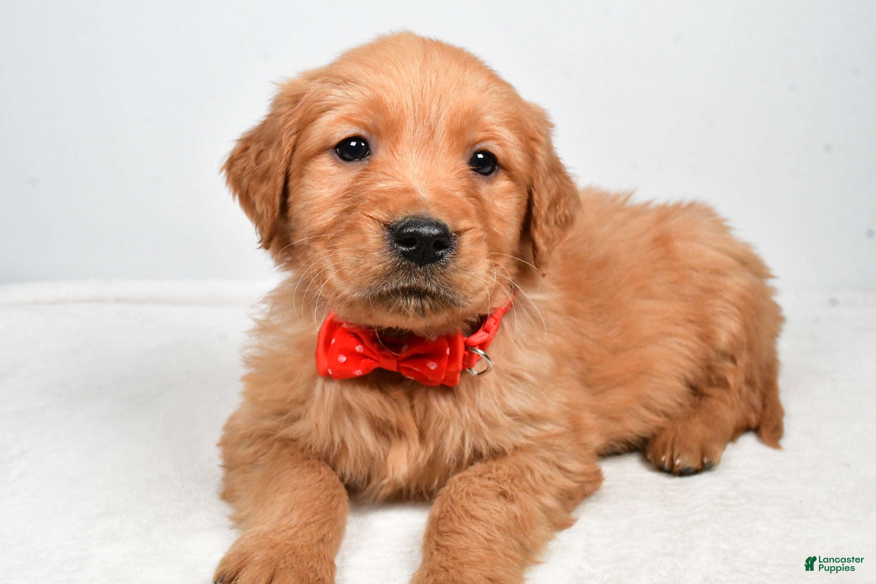 Golden Retriever dogs Kenny - Ad 25