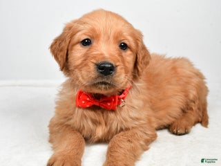 Golden Retriever dogs Kenny - Ad 25