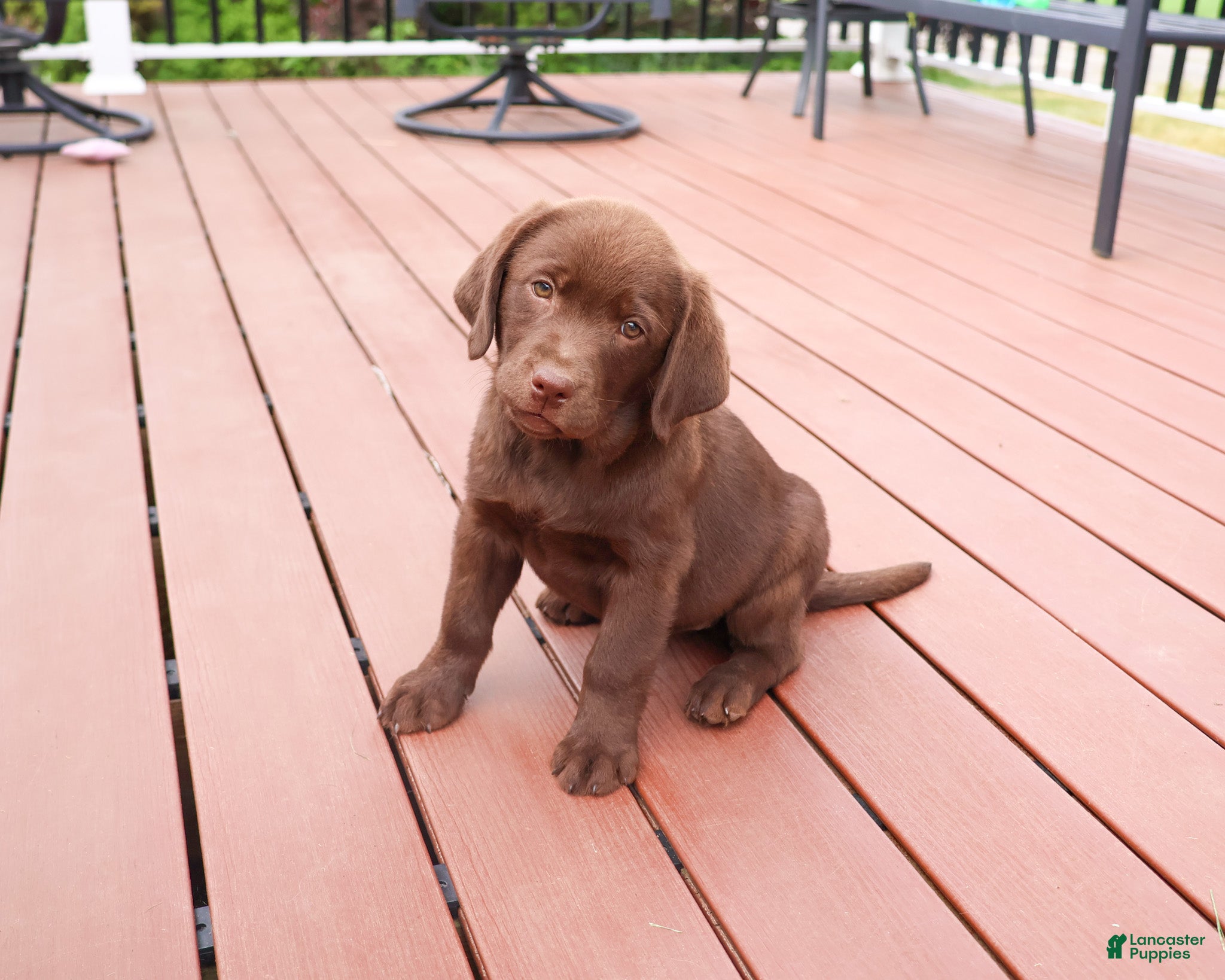 Labrador Retriever dogs Skye  - Ad 38