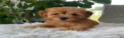 Mini Goldendoodle dogs for sale: Chico  - Ad 6