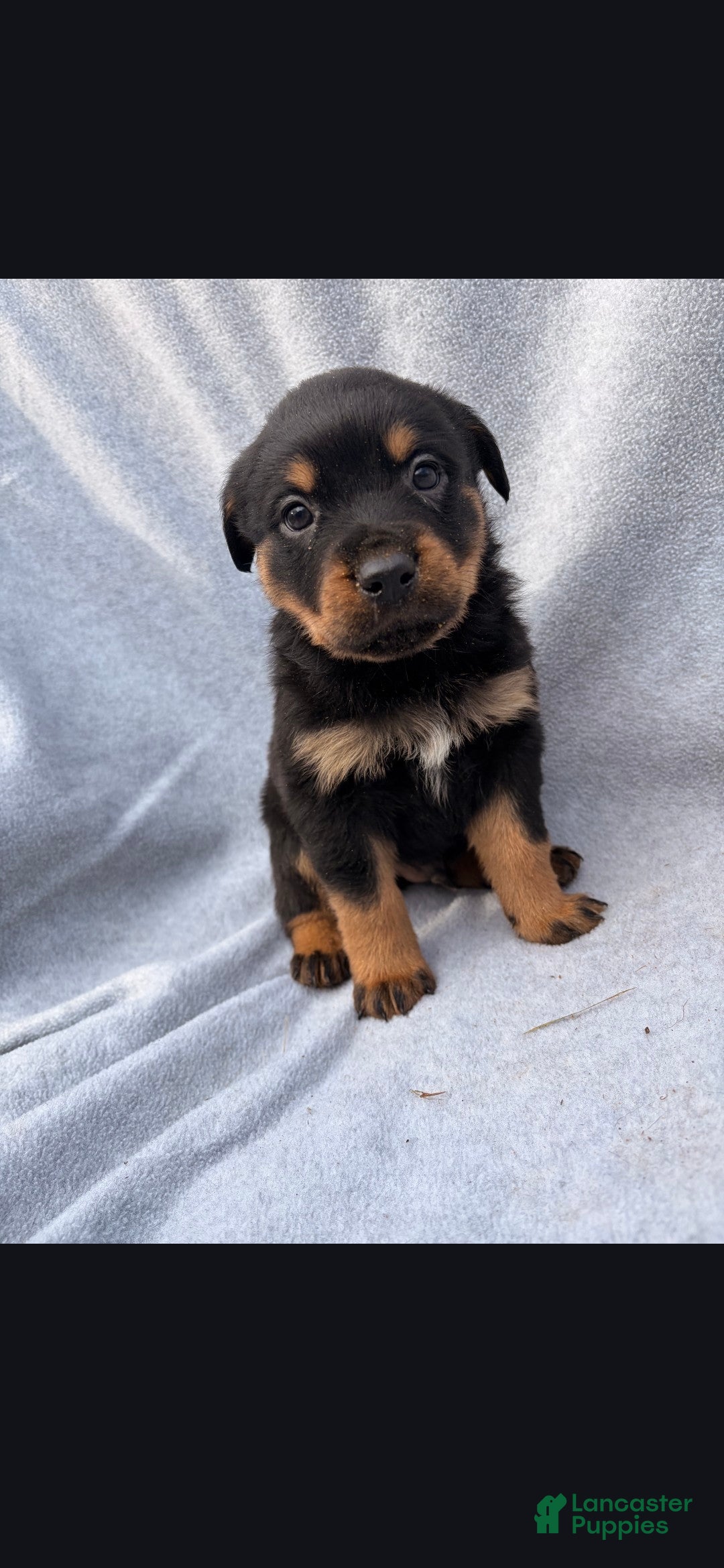 Rottweiler dogs Getty up n go - Ad 38