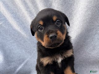 Rottweiler dogs Getty up n go - Ad 38