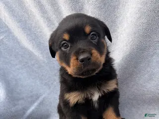 Rottweiler dogs Getty up n go - Ad 11