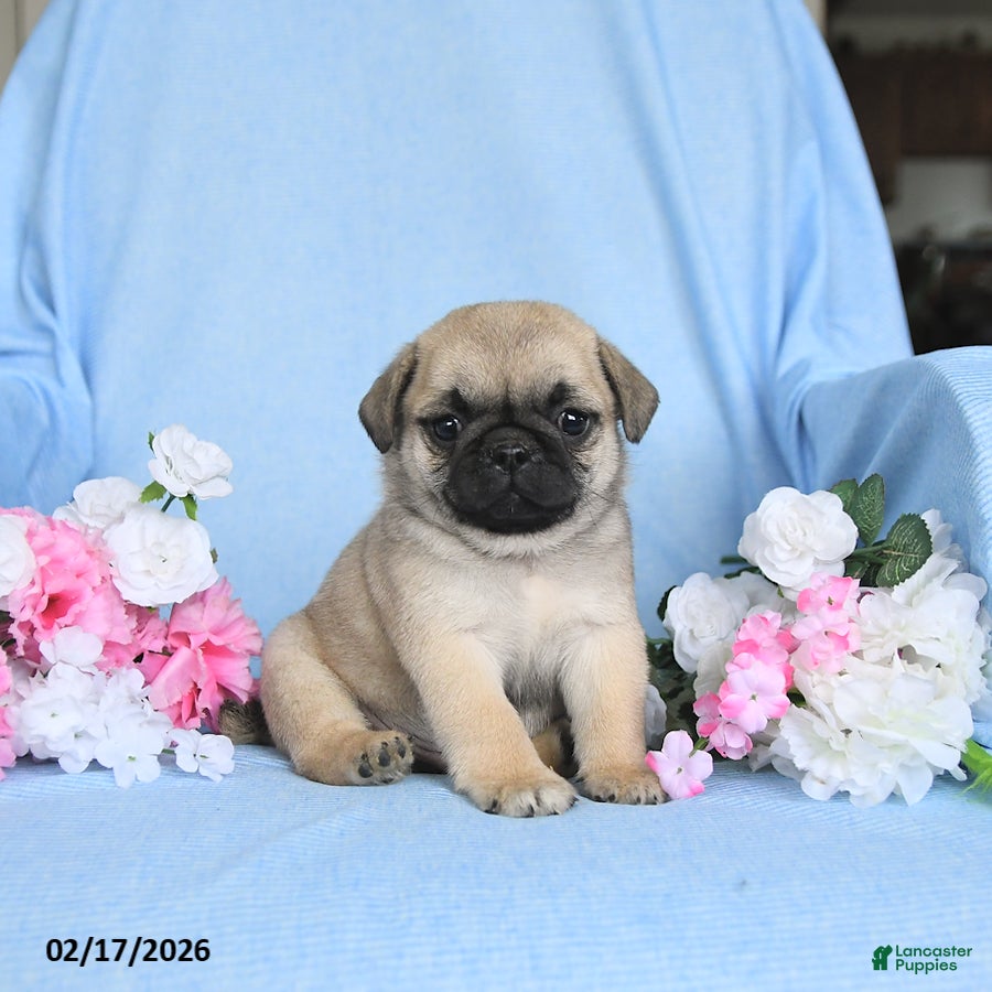 Pug dogs Buddy - Ad 2