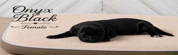 Great Dane dogs for sale: Onxy - Ad 3