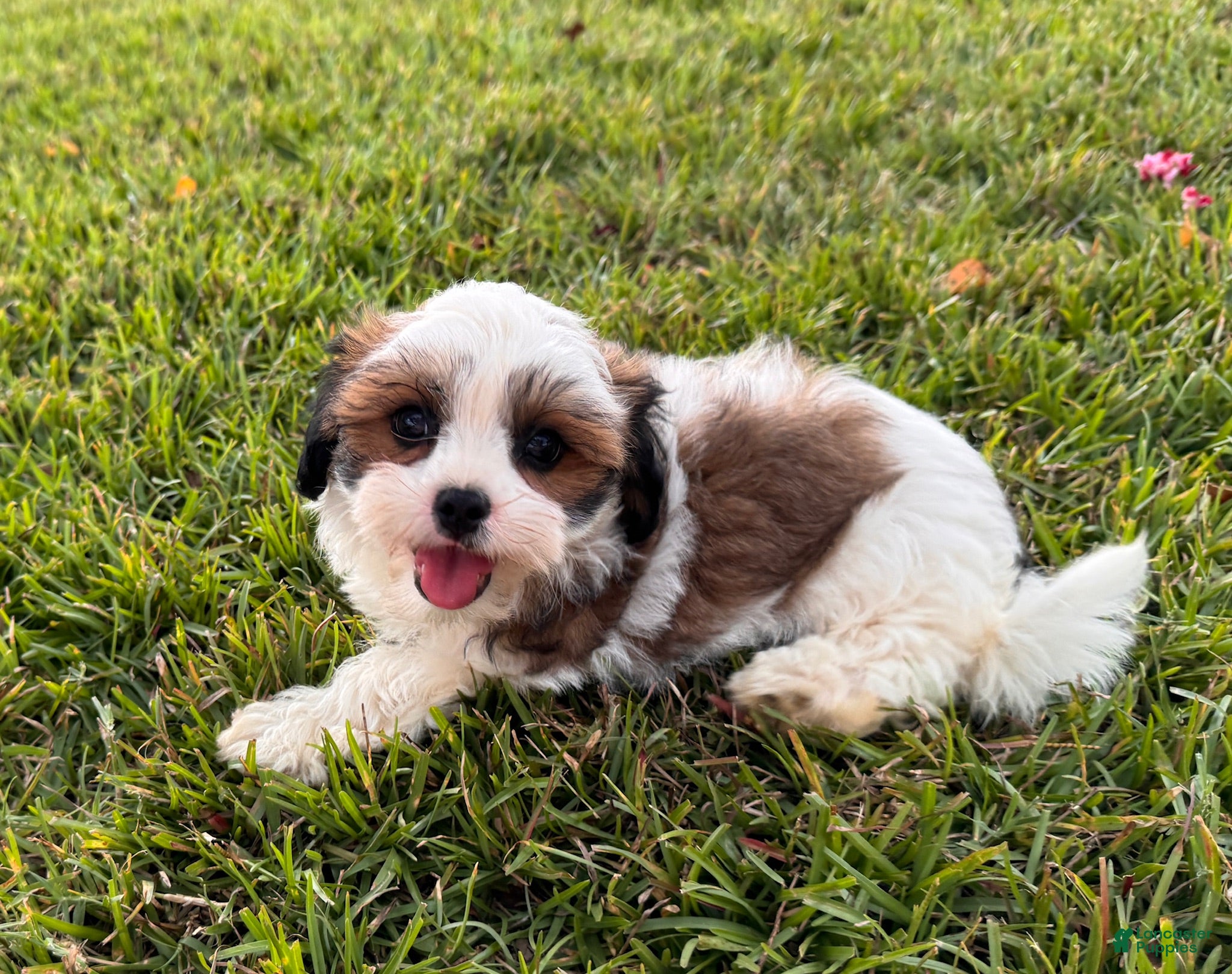 Malshi dogs Malshi 2 - Ad 2