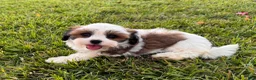 Malshi dogs for sale: Malshi 2 - Ad 2