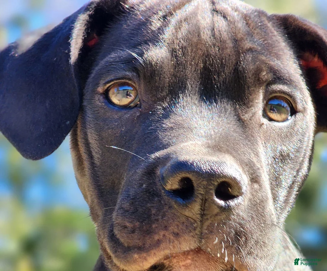 Gallery Image {{count}}