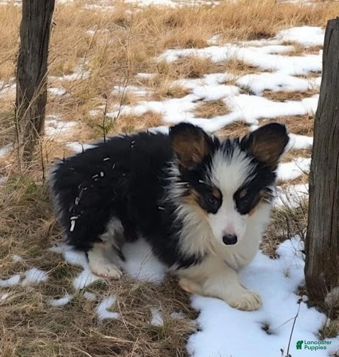 Welsh Corgi Pembroke dogs for sale: Bambi fluffy tri - Ad 16