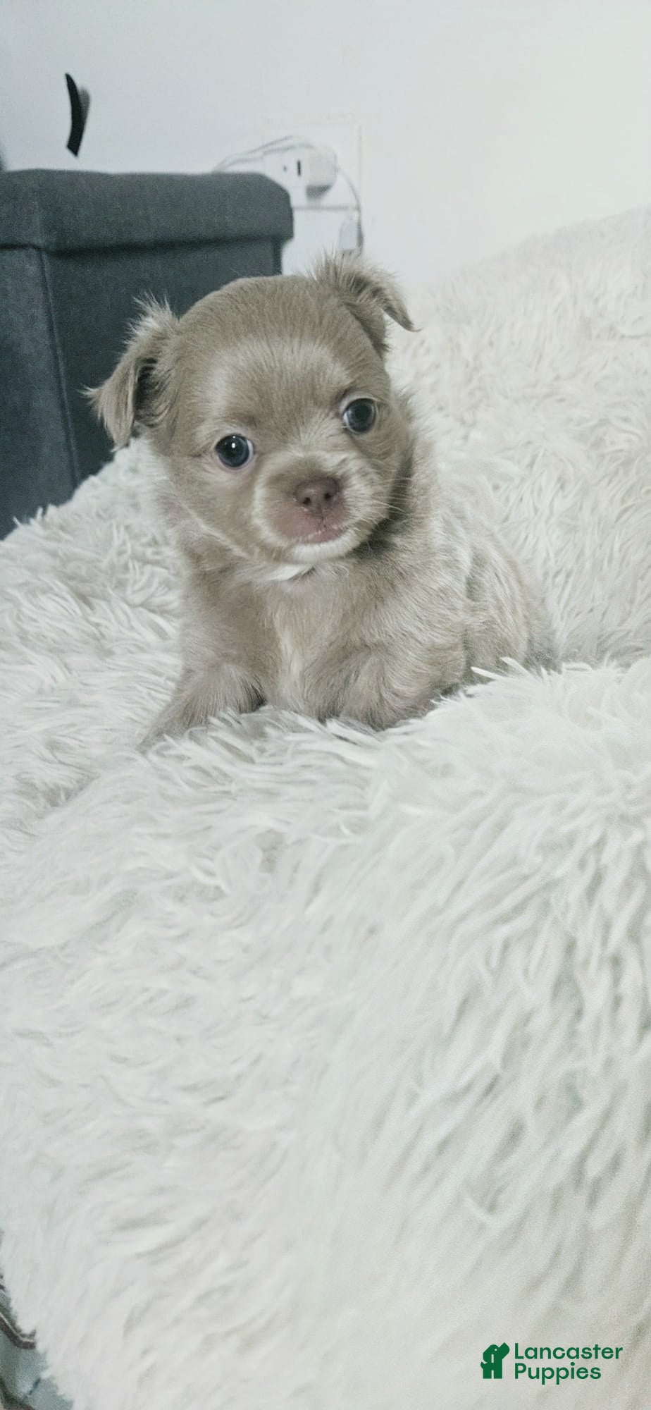 Chihuahua dogs AKC Lilac Boy #1 - Ad 2