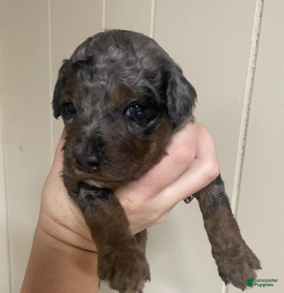 Goldendoodle dogs for sale: Thunder - Ad 3