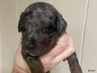 Goldendoodle dogs for sale: Thunder - Ad 3