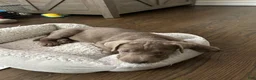 Labrador Retriever dogs for sale: AKC Registered Silver Labrador Retriever Puppy – Female - Ad 5