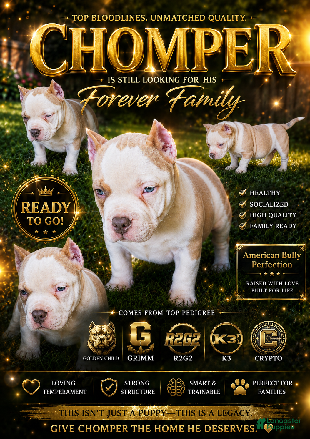 American Bully dogs CHOMPER  - Ad 1
