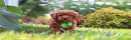 Miniature Poodle dogs for sale: Charlie - Ad 3