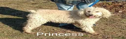Standard Poodle dogs for sale: duke - Ad 2
