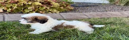Mixed Breed dogs for sale: Lhasa/Coton male 4 - Ad 3