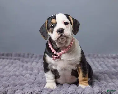 Beabull dogs Carley - Ad 1