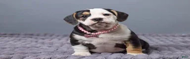 Carley