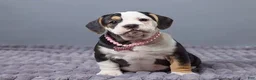 Beabull dogs for sale: Carley - Ad 1