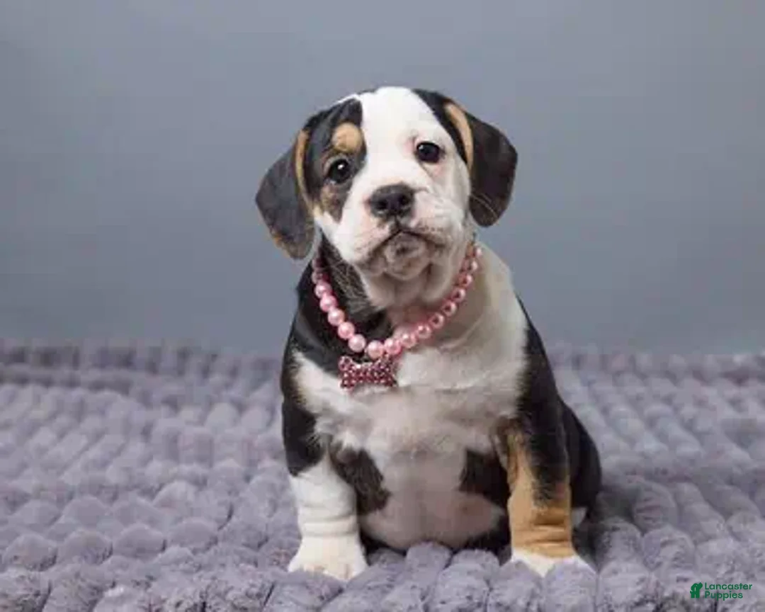 Beabull dogs for sale: Carley - Ad 1