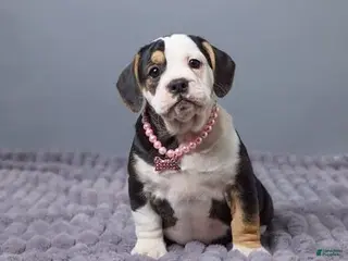 Beabull dogs for sale: Carley - Ad 2