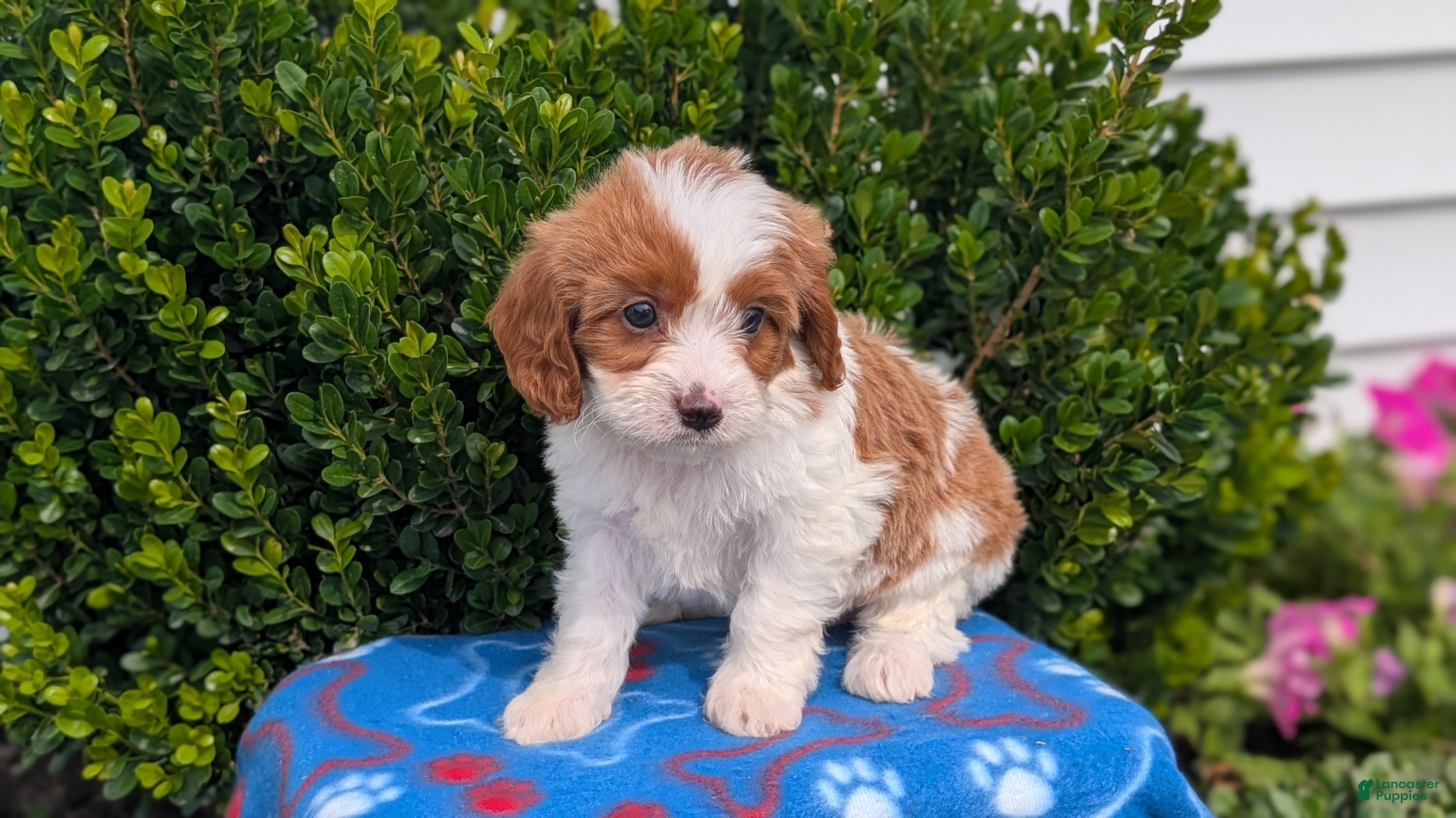 Cavapoo dogs Nala - Ad 2
