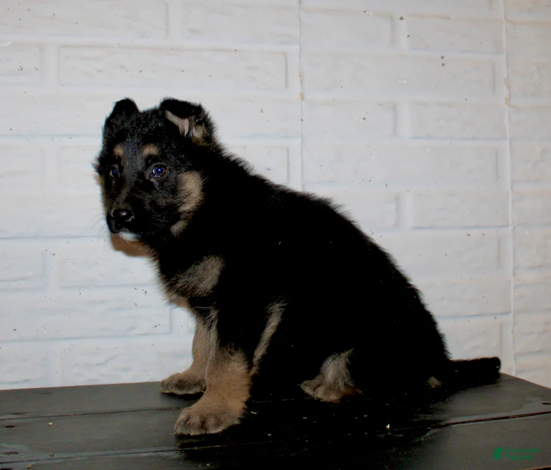 German Shepherd dogs for sale: Macy  - Ad 8