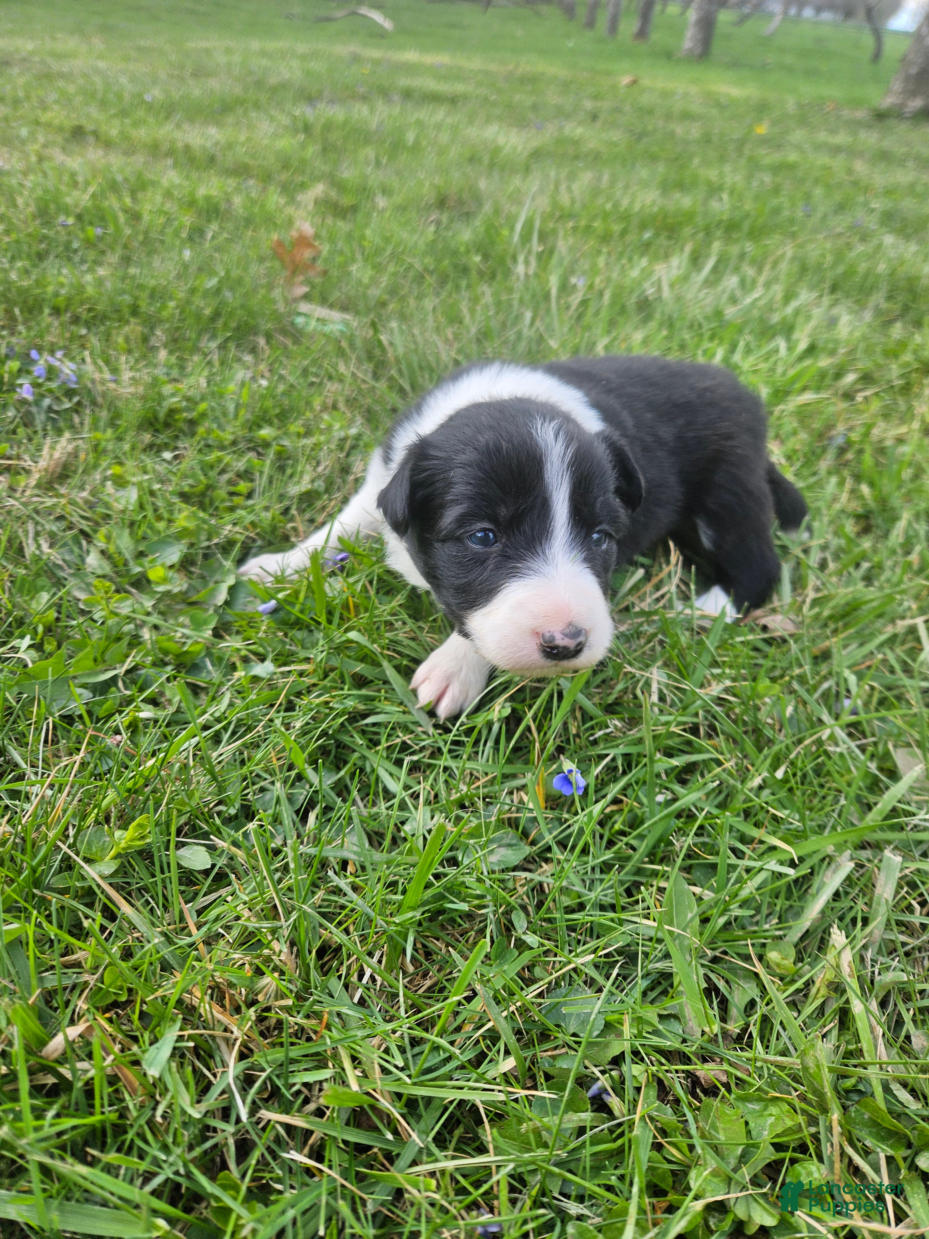 Border Collie dogs Daisy - Ad 23