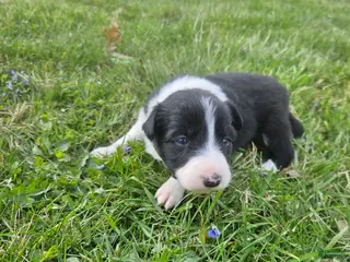 Border Collie dogs Daisy - Ad 23