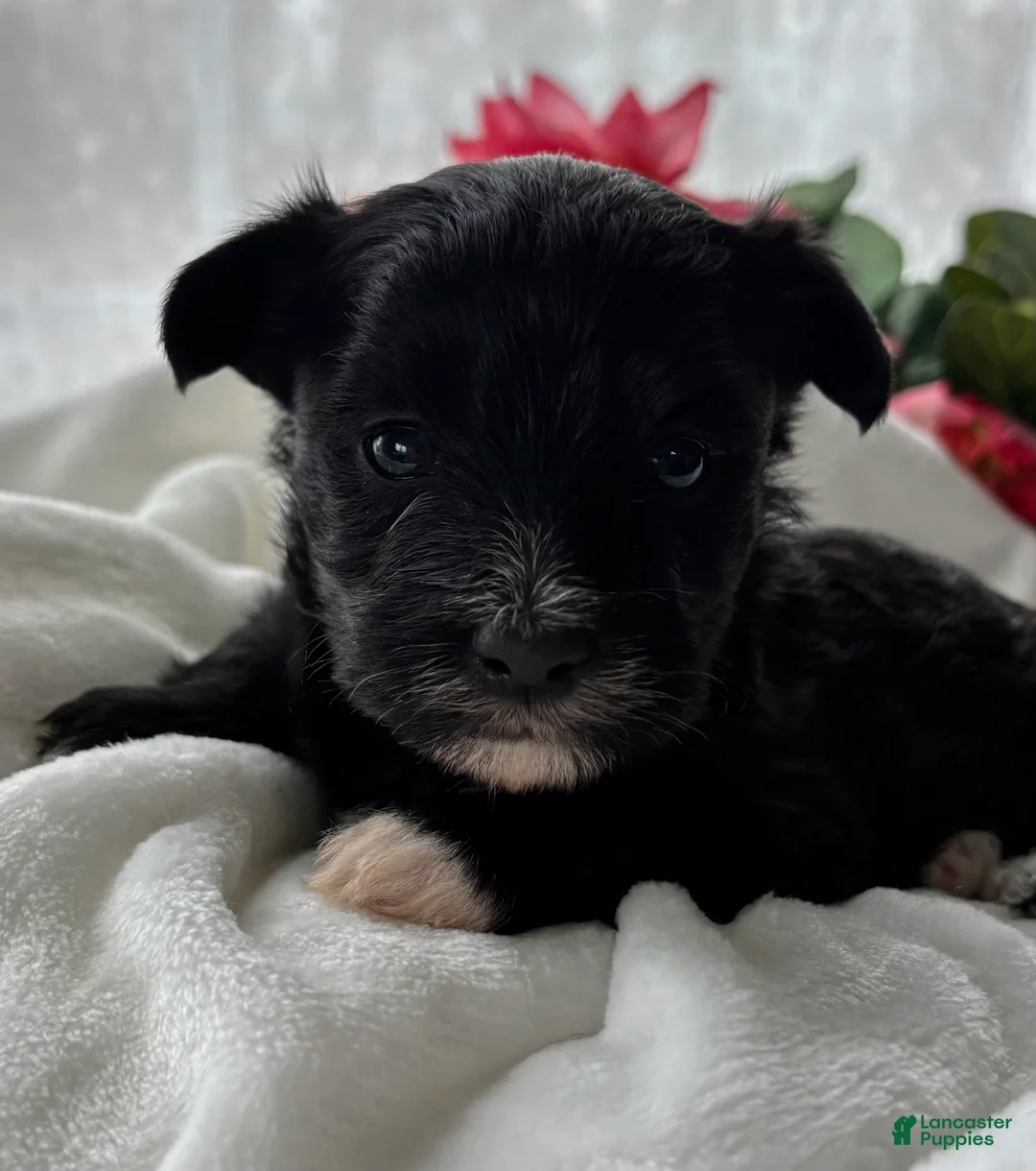 Morkie dogs for sale: Diezel - Ad 2