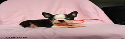 Boston Terrier dogs for sale: Tag - Ad 3
