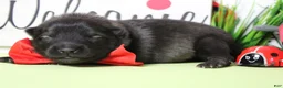 Keeshond dogs for sale: Costello  - Ad 6