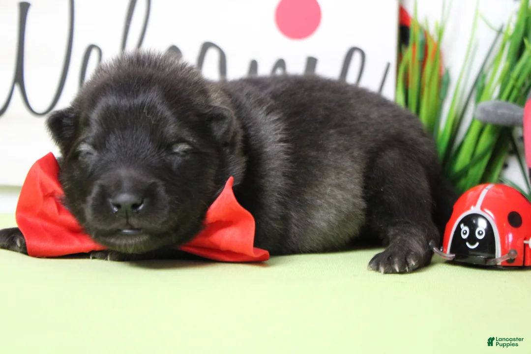 Keeshond dogs for sale: Costello  - Ad 6