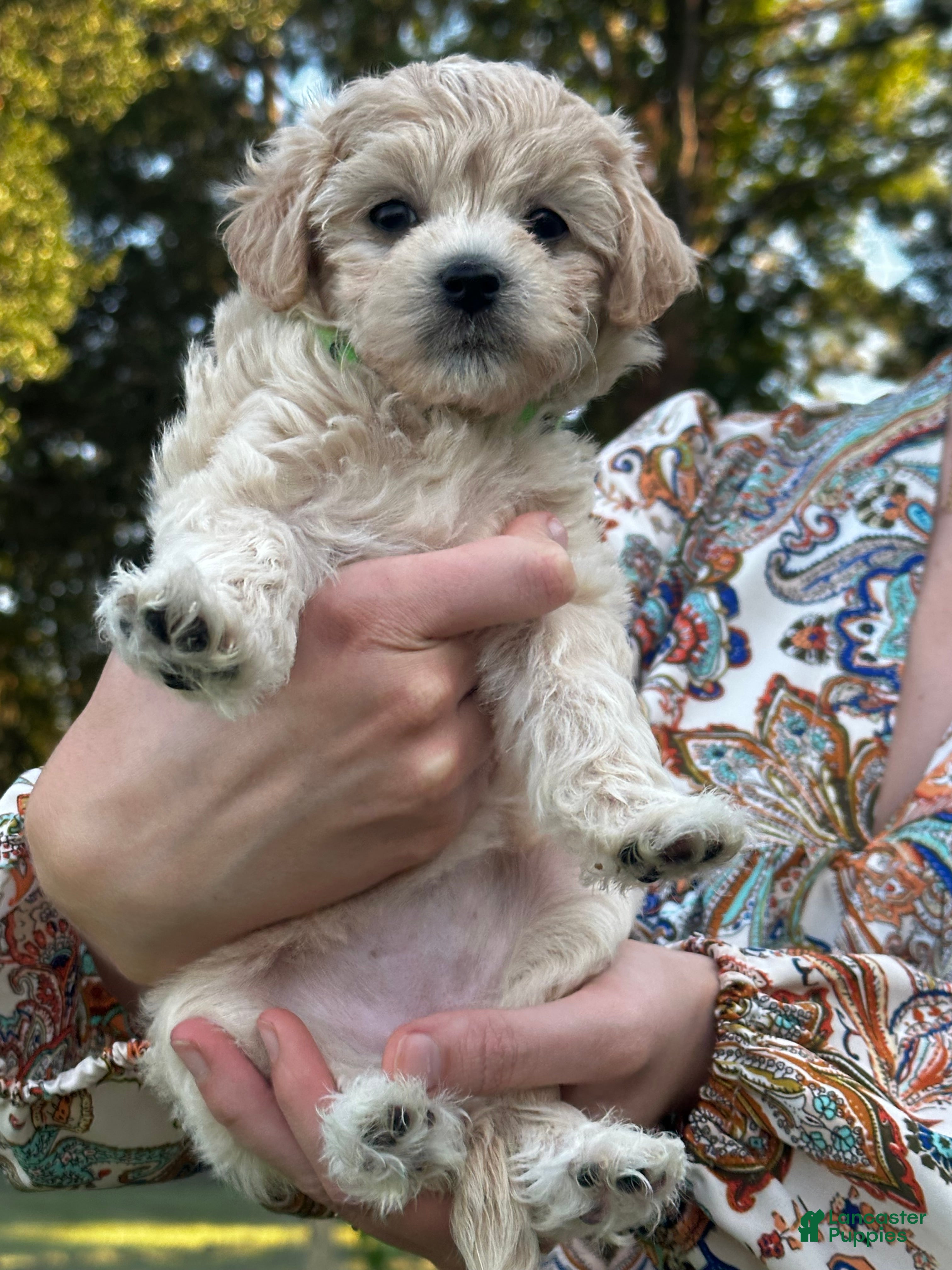 Maltipoo dogs Winnie - Ad 2