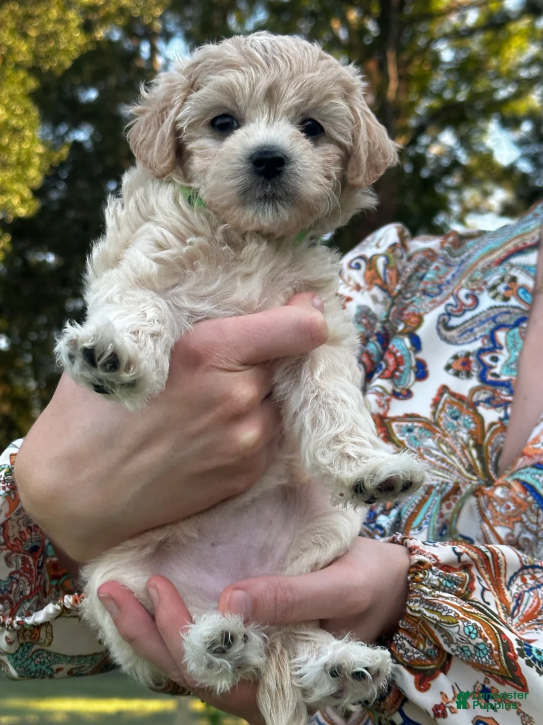 Maltipoo dogs for sale: Winnie - Ad 2
