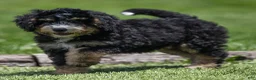 Bernedoodle dogs for sale: Hayes Bernedoodle Puppy  - Ad 4