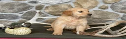Golden Retriever dogs for sale: Aden - Ad 6