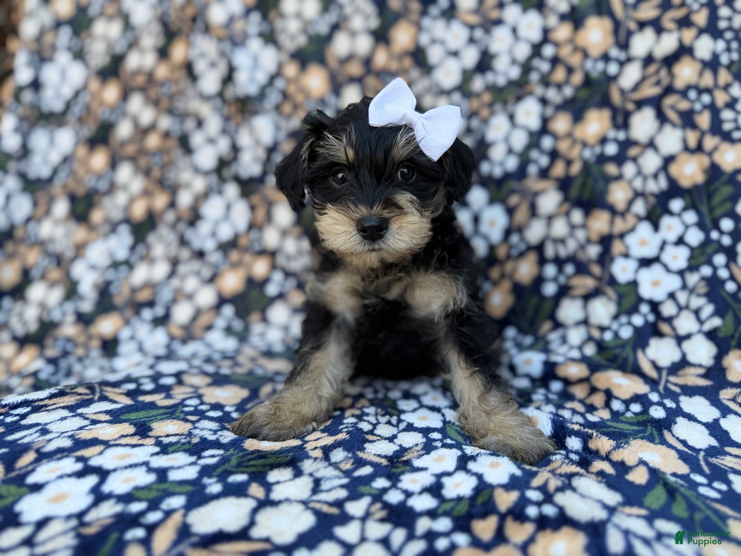 Miniature Schnauzer dogs for sale: Cookie - Ad 5