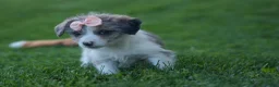 Corgipoo dogs for sale: NAOMI - Ad 10