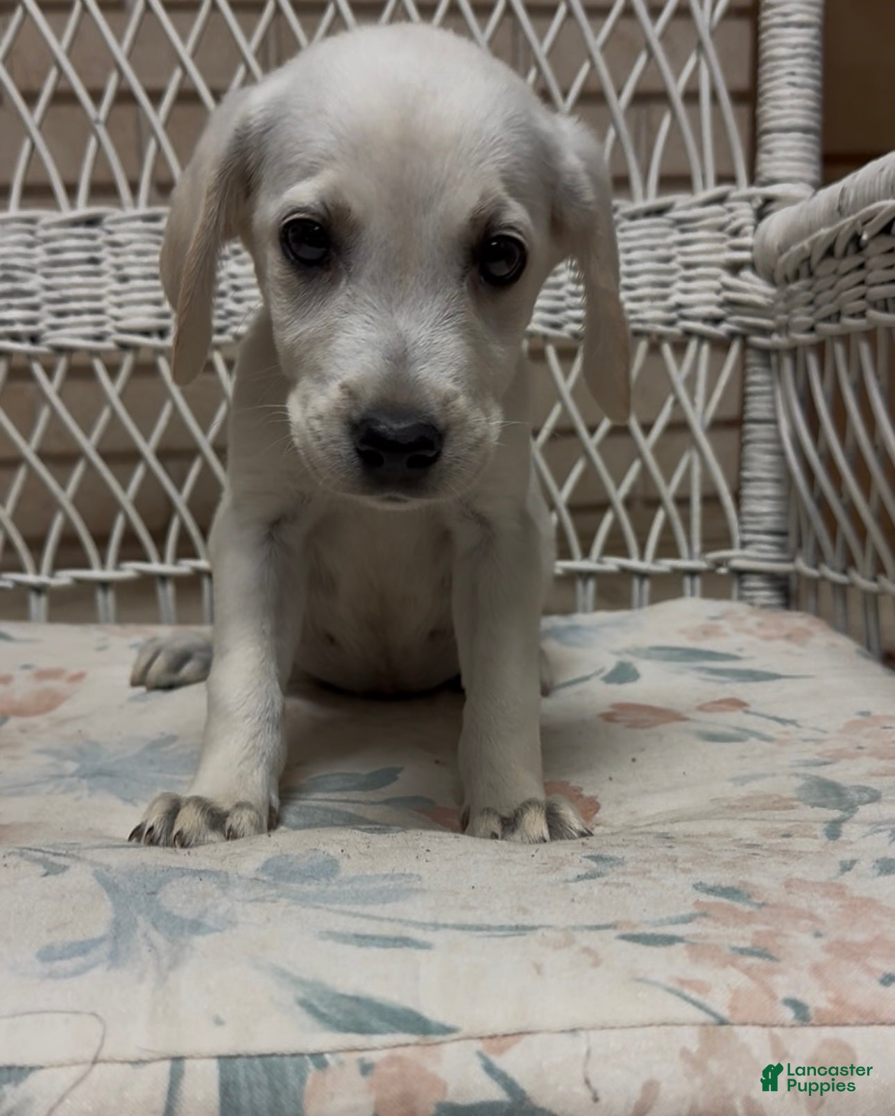 Labrador Retriever dogs for sale: Labrador Retriever Jackie - Ad 39