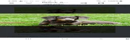 Miniature Dachshund dogs for sale: Mason - Ad 8