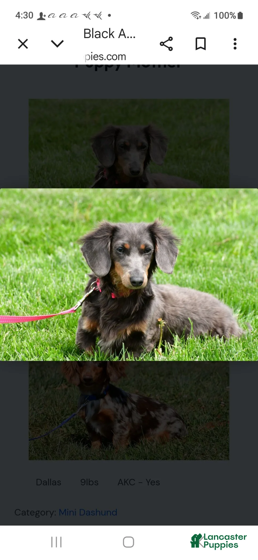 Miniature Dachshund dogs for sale: Mason - Ad 8