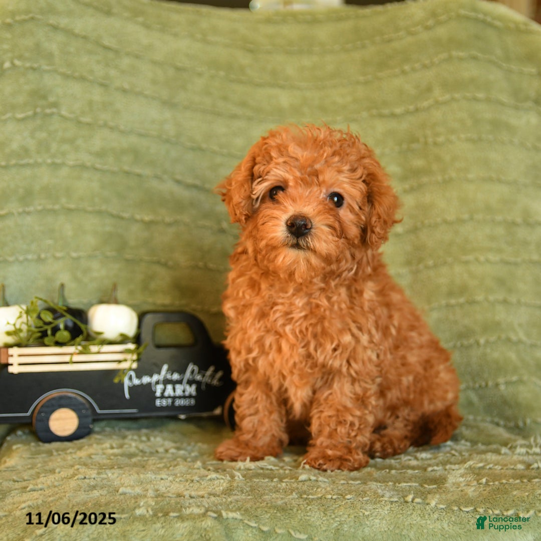 Maltipoo dogs for sale: Belle - Ad 1